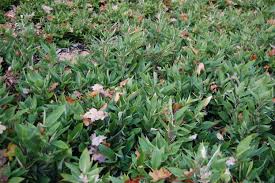 Image result for Shibataea