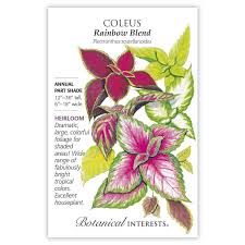Coleus 'Rainbow Blend' | Pesches ...