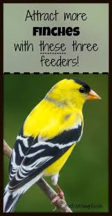 Best Bird Feeders For Small Birds The 4 Best Finch Feeders In My Backyard 2020 Finch Feeders Backyard Birds Sanctuary Garden Bird Feeders