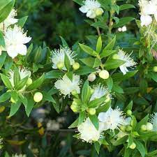 Common Myrtle Drought Tolerant Fragrant Hedges No Plant Native To A Dry Climate Has Leaves With A More Glistening And Fresher C In 2020 Plants Invasive Plants Myrtle