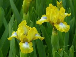 This bearded iris reaches four feet high and spreads indefinitely. Iris Flower And Plant Types Pictures How To Grow And Care Florgeous