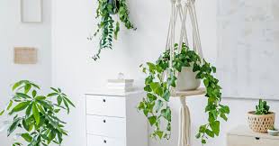 get rid of common houseplant bugs