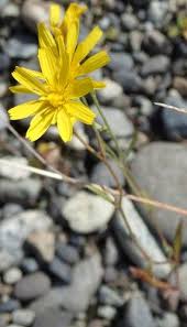 Image result for Crepis newii