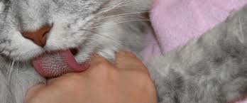 Why Does My Cat Lick Me Then Bite Me Smart Cat Lady A Cat Lover S Website