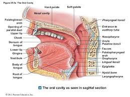 Pin On Large Intestine