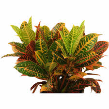 Maybe you would like to learn more about one of these? Live House Plants Walmart Com