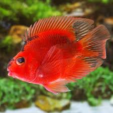 Avoid all aggressive fish and stick. Parrot Cichlid Some Interesting Considerations On Subject