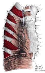 The muscle originates from the lower sternum and costal cartilage of the fifth to seventh ribs, 1 its fibers above the base of the rib cage originate from the costal margins of the ribs and terminate as (from brown shm, ward sr, cook m, et al: Intercostal Muscle Wikipedia