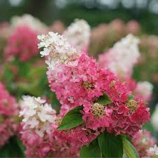 Image result for Hydrangea