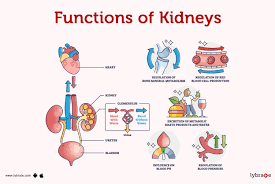 Image result for Renal Function