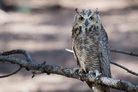 Now you can 3d print your cell model. 14 Animal Art Projects Made With Recycled Materials Project Learning Tree