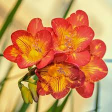 Image result for Freesia