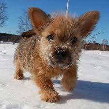This makes the norwich terrier a. Norwich Terrier Puppy In The Snow Veterinarresurs On Instagram Norfolk Terrier Puppies Norwich Terrier Puppy Norfolk Terrier