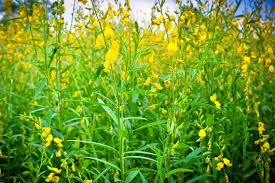 Image result for Crotalaria juncea