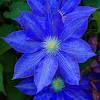 Clematis 'blue angel' (blekinty aniol) flower colour: Https Encrypted Tbn0 Gstatic Com Images Q Tbn And9gctkf0vrmw4cjr5f171i5kzfwlaue1qjvnzfd Qk Cg Usqp Cau