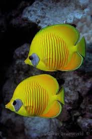 Black And Yellow Fish Saltwater Pin On Animals
