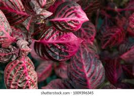 Image result for Iresine lindenii