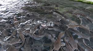 Clarias loiacanthus, yang dikenal sebagai ikan keli (sumatera barat), ikan penang (kalimantan timur). 11 Cara Budidaya Ikan Lele Agar Hasil Memuaskan Haipedia Com