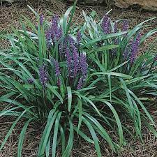 Liriope Muscari Royal Purple Royal Purple Lily Turf Blooms With Full Deep Purple Flower Spikes Mid Summer In 2021 Lily Turf Edging Plants Liriope Muscari
