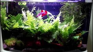 The book gave an accurate description on gourami keeping and breeding behavior. Betta Honey Gourami Plus Cherry Shrimps Youtube
