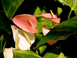 Plant with little pink heart shaped flowers. Sumptuous Tropical Flowers Diy