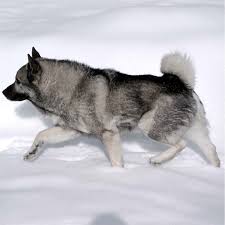 Image result for norwegian elkhound grey