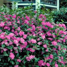 Image result for Hibiscus reekmansii