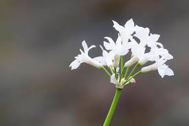 Image result for Tulbaghia acutiloba