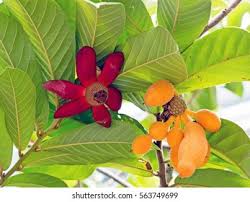 Image result for Uvaria