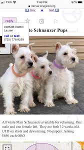 You can hunt for discount codes. Found On Craigslist For Farmed Raised Mini Schnauzers Facebook