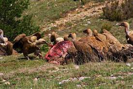 Scavengers are animals that consume dead organisms that have died from causes other than predation. Scavenger Wikipedia