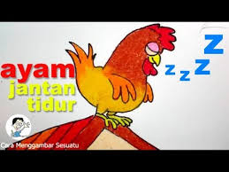 5 obat tidur alami dan herbal. Cara Menggambar Ayam Jantan Tidur Di Atas Genteng Youtube