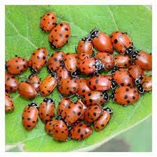 Even though the asian lady beetle is similar to native ladybugs, they act completely different. Ladybugs Hippodamia Convergens Garden Pest Control
