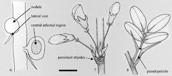 Image result for Kotschya aeschynomenoides