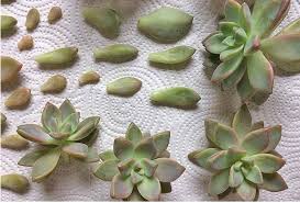Check spelling or type a new query. Propagating Succulents In 5 Easy Steps Gardener S Path