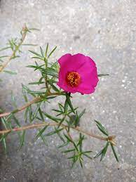 The following songs have chord structures that should be easy for beginner's to follow. File Ten O Clock Flower Jpg Wikimedia Commons