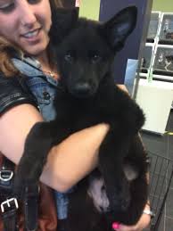 The black german shepherd or black shepherd is not a separate breed. Black German Shepherd Puppies Female Pets Lovers