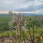 Image result for Tetradenia urticifolia