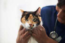 If my vet isn't operating, what are the other options? Cat Kitten Vaccinations Cat Advice Vets4pets