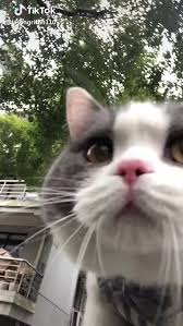 Kali Uchis Is My Wife It S Big Billy It S Big Billy It S Big Funny Animals Cute Animals Cute Cats