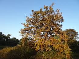 Image result for Terminalia bellirica
