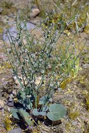 Image result for Dichapetalum deflexum