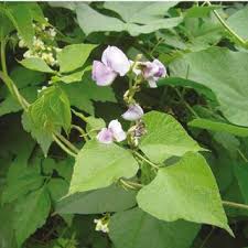 Pdf Additions To The Flora Of Tenerife Canary Islands Spain