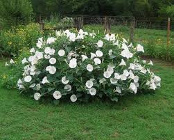 Moonflower Bush 20 Seeds Etsy In 2020 Moon Garden Moonflower Vine Moon Flower
