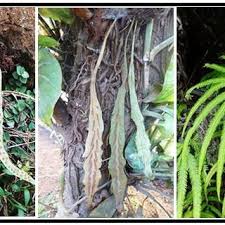 Image result for Amauropelta bergiana