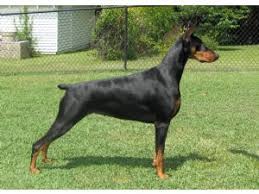 They are all purebred akc registered. Doberman Pinscher Puppies In North Carolina
