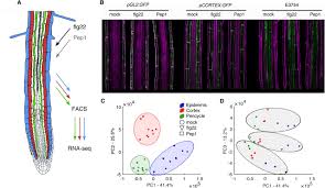 Thick skin, found on the palms of the hands and. Cell Type Identity Determines Transcriptomic Immune Responses In Arabidopsis Thaliana Roots Biorxiv