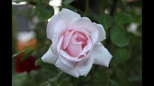 Oder doch lieber im herbst, wenn die blütezeit vorbei ist. Rosen Richtig Zuruckschneiden Newwonder555 Youtube