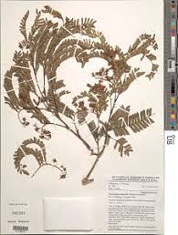 Image result for Kotschya ochreata