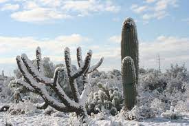 Check spelling or type a new query. Plants That Thrive In Phoenix Winters Abc Scapes Inc